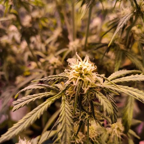 White Widow Automatic growlog photo: Some yellowing on the two most left plants  and some leave droop because of water stress. Didn't get around to watering earlier.
Some nice bud development. First sticky leaves