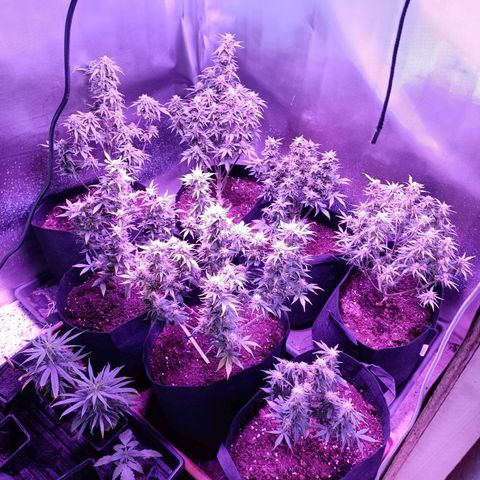 White Widow Automatic growlog photo: Some strong defoliation yesterday