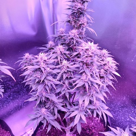 White Widow Automatic growlog photo: Not yet defoliated   sub optimal airflow 
