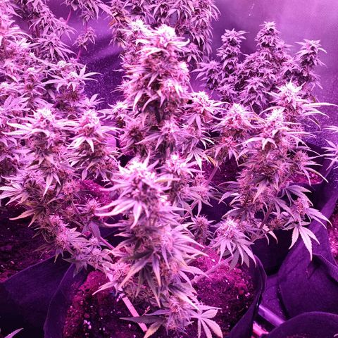White Widow Automatic growlog photo: Nice development 