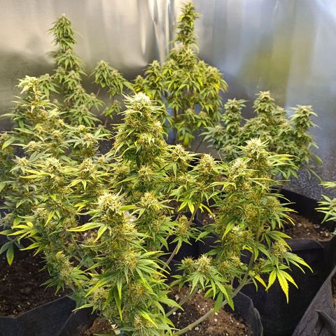 White Widow Automatic growlog photo: Nice development 