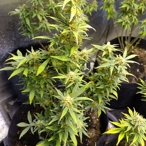 White Widow Automatic growlog photo: Nice development 