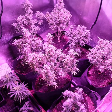 White Widow Automatic growlog photo: Nice development 