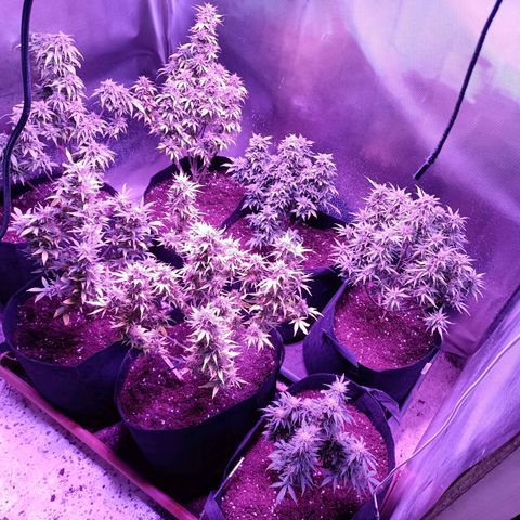 White Widow Automatic growlog photo: Two of them are a bit further along with lots of yellowing and some milky trichomes