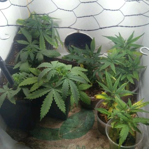 Y Griega growlog timeline photo