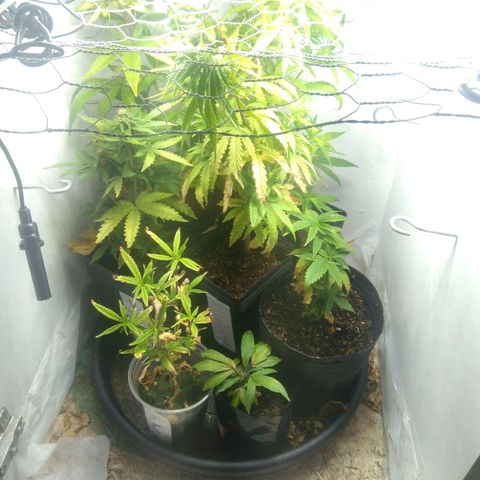Y Griega growlog timeline photo