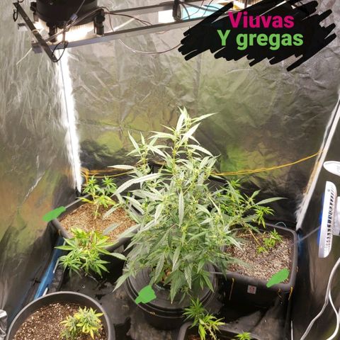 Y Griega growlog timeline photo