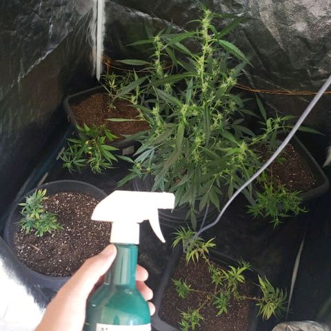 Y Griega growlog timeline photo