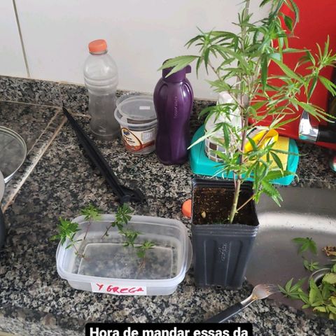 Y Griega growlog timeline photo
