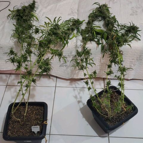 Y Griega growlog timeline photo