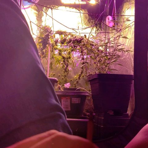 Y Griega growlog timeline photo