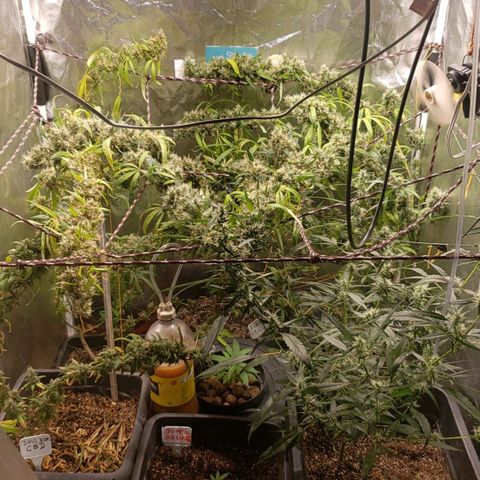 Y Griega growlog timeline photo