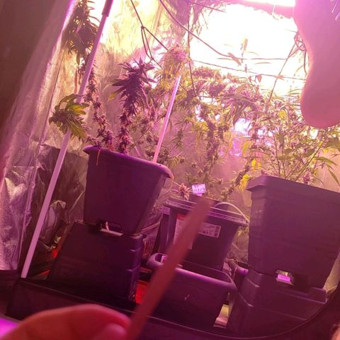 Y Griega growlog timeline photo