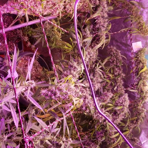 Y Griega growlog timeline photo