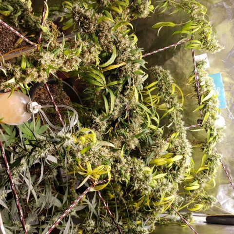 Y Griega growlog timeline photo