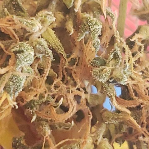Y Griega growlog timeline photo