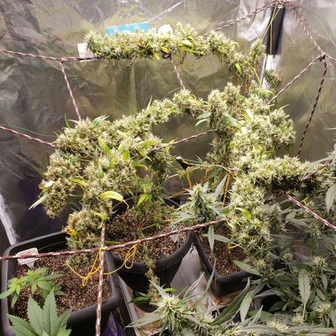 Y Griega growlog timeline photo