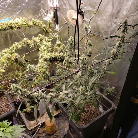 Y Griega growlog timeline photo