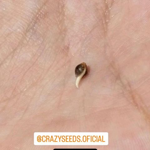 Crazyseeds growlog timeline photo