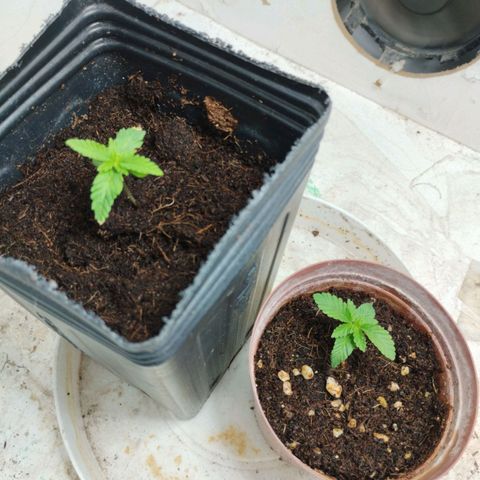 Crazyseeds growlog timeline photo