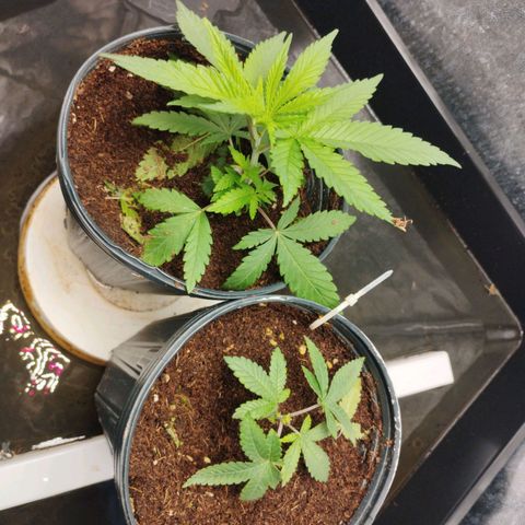 Crazyseeds growlog timeline photo