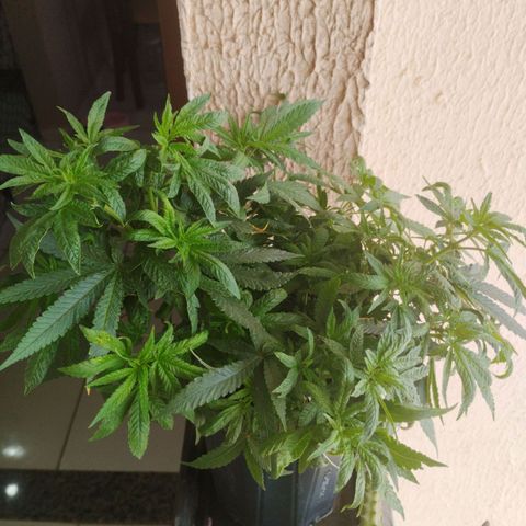 Crazyseeds growlog timeline photo