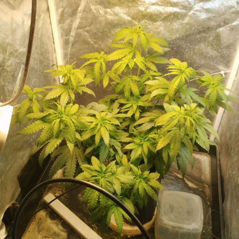 Crazyseeds growlog timeline photo
