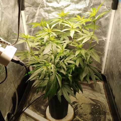 Crazyseeds growlog timeline photo