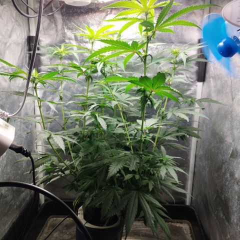 Crazyseeds growlog timeline photo