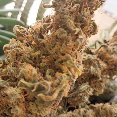 Crazyseeds growlog timeline photo