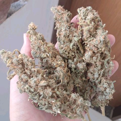 Crazyseeds growlog timeline photo