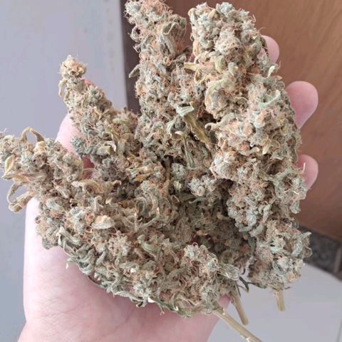 Crazyseeds growlog timeline photo