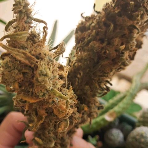 Crazyseeds growlog timeline photo