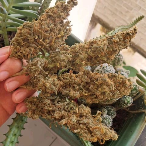 Crazyseeds growlog timeline photo