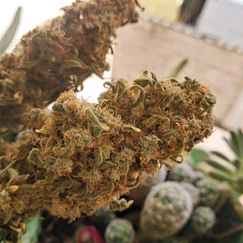 Crazyseeds growlog timeline photo