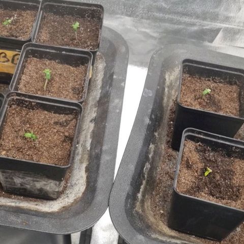Strawberry Lemonade #1 growlog timeline photo
