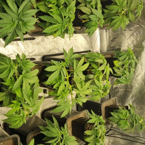 Strawberry Lemonade #1 growlog timeline photo