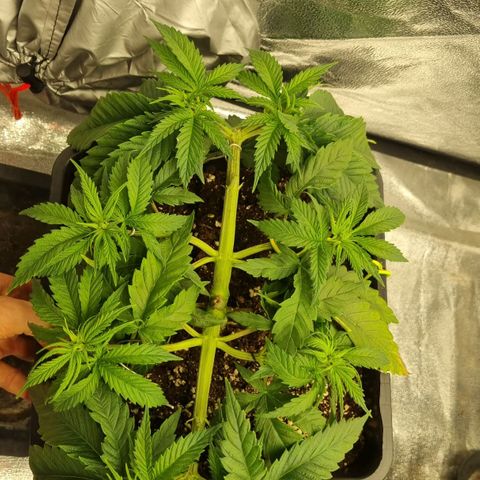 Strawberry Lemonade #1 growlog timeline photo