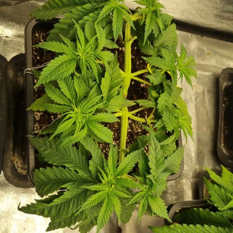 Strawberry Lemonade #1 growlog timeline photo