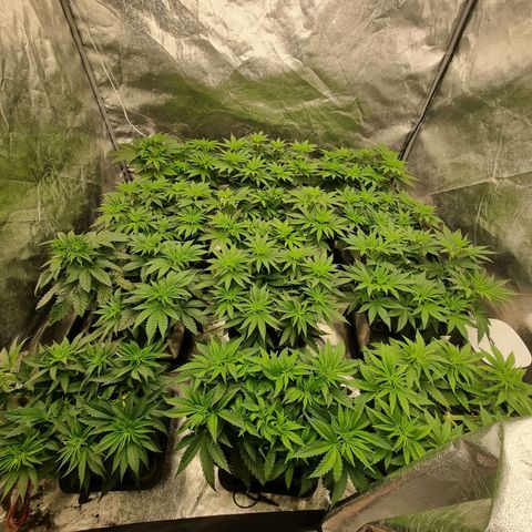 Strawberry Lemonade #1 growlog timeline photo