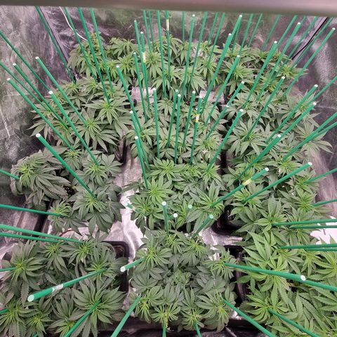 Strawberry Lemonade #1 growlog timeline photo