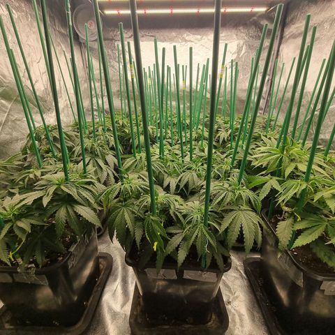 Strawberry Lemonade #1 growlog timeline photo
