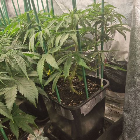 Strawberry Lemonade #1 growlog timeline photo