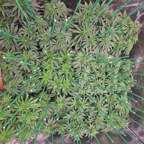 Strawberry Lemonade #1 growlog timeline photo