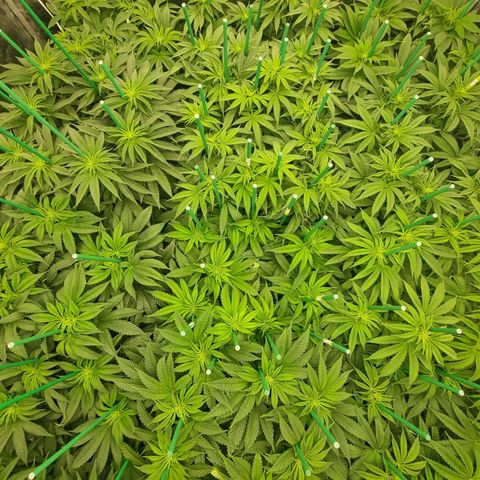 Strawberry Lemonade #1 growlog timeline photo