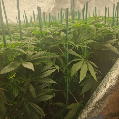 Strawberry Lemonade #1 growlog timeline photo