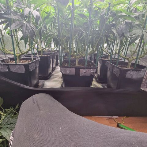 Strawberry Lemonade #1 growlog timeline photo