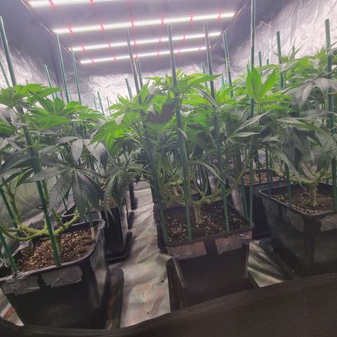Strawberry Lemonade #1 growlog timeline photo