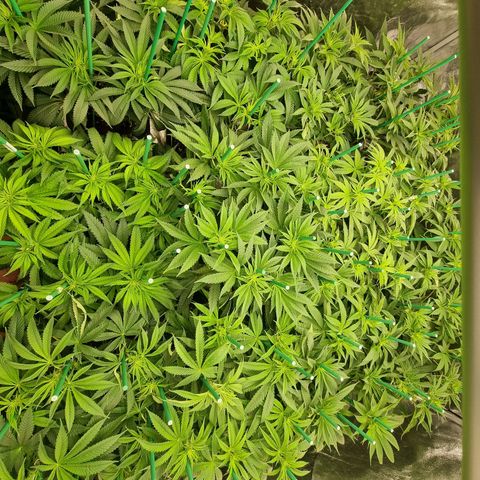 Strawberry Lemonade #1 growlog timeline photo