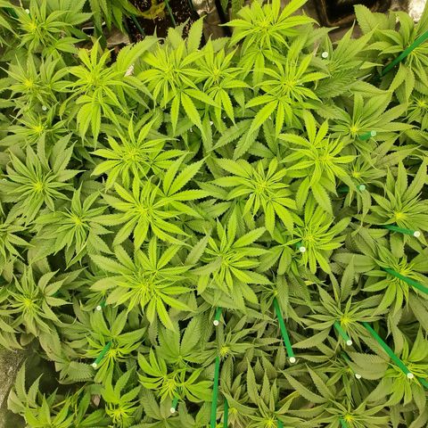 Strawberry Lemonade #1 growlog timeline photo